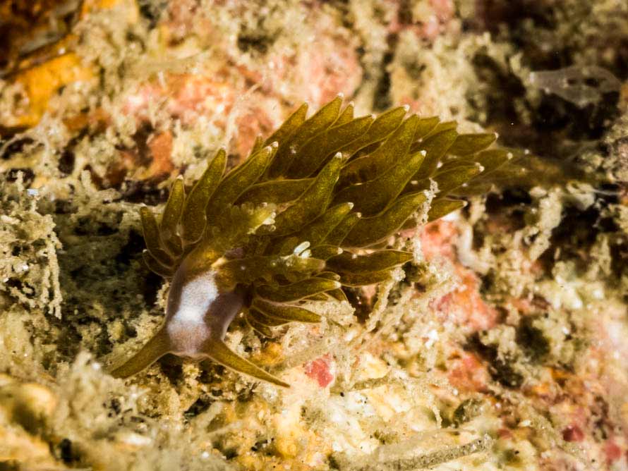 Baeolidia cf variablis